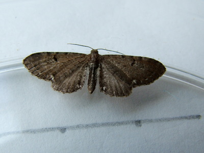 Currant Pug